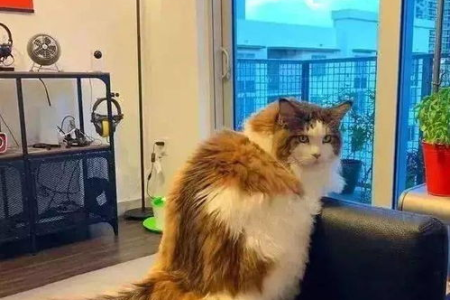 四个月大的猫咪认主人的时间及方法详解