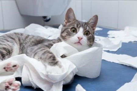 为什么猫咪会记仇？猫咪记仇的原因及解决方法