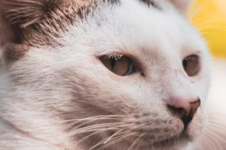 家猫为何偏爱纸箱？洞悉猫咪爱玩纸盒子的真相