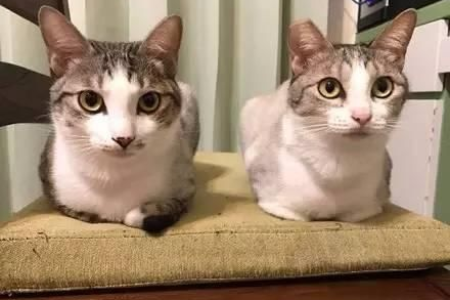 猫为什么把手揣起来？解密猫咪隐藏的小秘密！