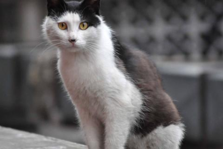 为什么我的猫会对别的猫哈气？猫对猫哈气如何解决？