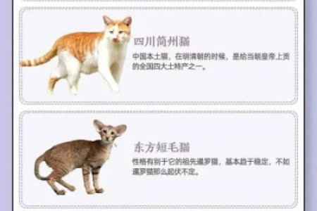 猫品种大全：超全猫咪图鉴，总有一款让你心动！