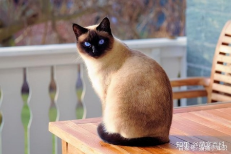 暹罗猫总是乱拉屎不盖怎么办？铲屎官必看实用解决方法