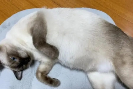 暹罗猫怀孕的表现：行为变化和身体变化详解