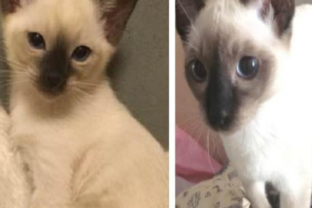黑色暹罗猫仔长大后毛发颜色会变浅变白吗？