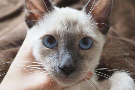 暹罗猫的毛发特点是什么？短毛猫的护理技巧大揭秘！