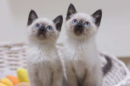 暹罗猫生下的小猫是什么颜色？带你认识暹罗猫宝宝