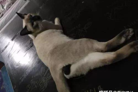 暹罗猫毛色会变深？教你挑选不容易“糊”的暹罗猫！