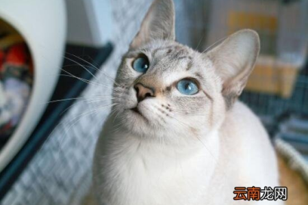 彻底搞懂：虎斑暹罗猫是杂交猫吗？