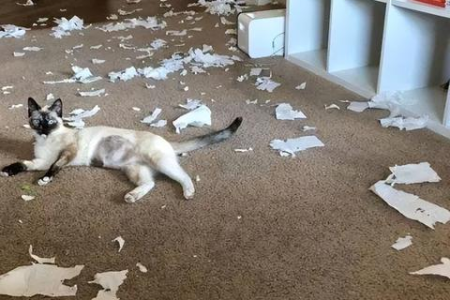 暹罗猫真的那么淘气吗？性格特点大揭秘