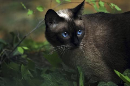 暹罗猫发情年龄是几月？猫咪发情期的特征与护理