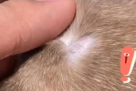 暹罗猫什么时间就不掉毛？多久才能停止疯狂掉毛？
