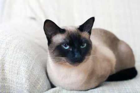 暹罗猫能听懂人说话吗？聪明猫咪的秘密