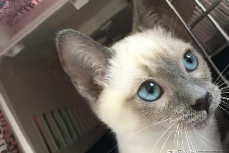 两个半月大暹罗猫，应该有多少斤才健康？