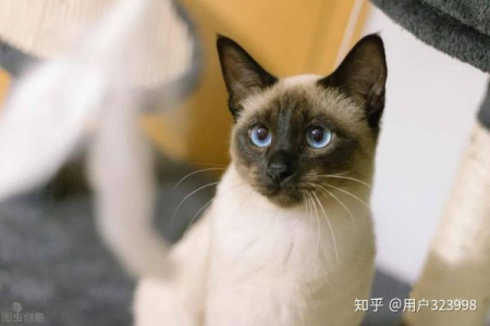 暹罗猫和巴厘猫区别大揭秘：毛发、体型全解析