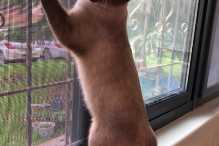 两个月大的暹罗猫总叫唤？原因和解决方法都在这！