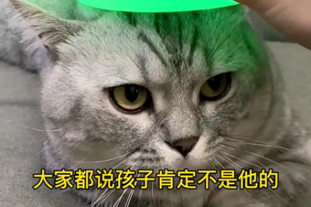 宠物猫波波茶是什么品种？它的身世之谜！