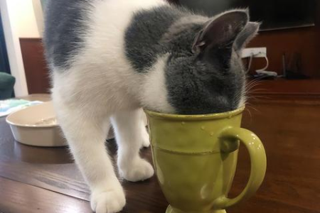 家猫喝过我的水，杯子要怎么处理？简单步骤教你做！