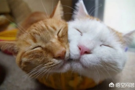 母猫和公猫的粘人程度对比：你更喜欢哪一种？