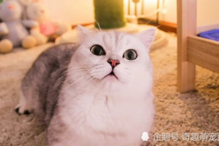 为什么猫咪半夜要叫门扒门？学会应对方法！