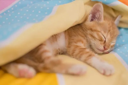 猫一天睡多少小时？猫啥时候最爱睡觉？
