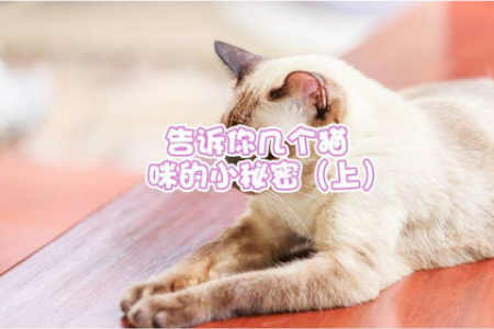 猫咪尾巴炸毛了？告诉你猫咪炸毛的秘密