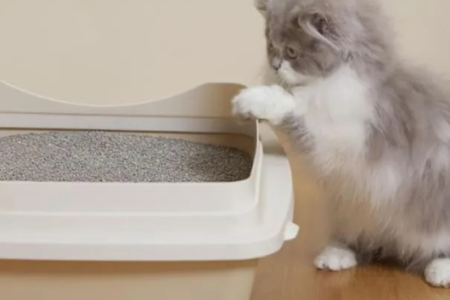 猫拉完屎后满屋子乱跑是病还是本能？铲屎官必看