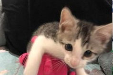 猫睡着了弄醒它会生气吗？小心猫咪的起床气！