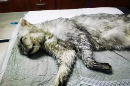 猫咪死了过一夜还能救回来吗？别抱幻想了
