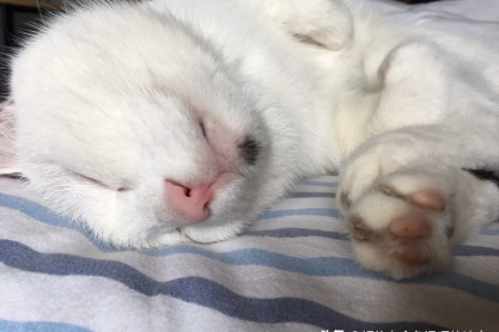家里猫咪去世了主人该如何应对？完整处理流程及建议