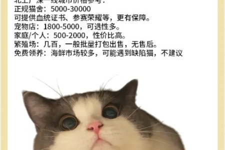 想养蓝白英短？一只多少钱？价格区间及影响因素分析