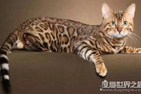 盘点世界十大禁养名猫，你认识几种？