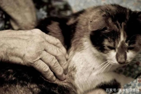 如何识别老年猫？猫咪衰老的早期症状有哪些需要注意？
