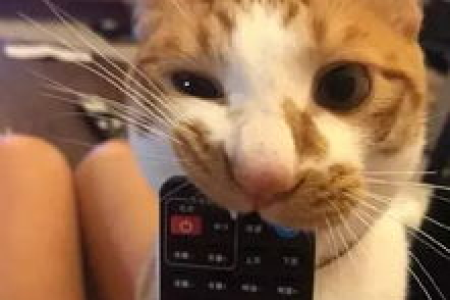 家里猫咪喜欢看电视？猫咪看电视的原因及行为解读