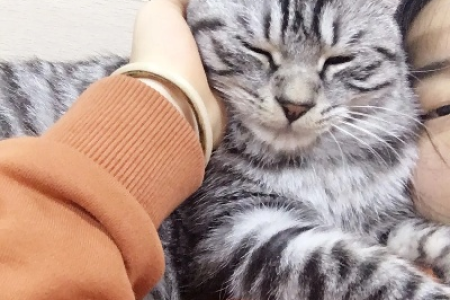猫咪有多粘人？品种、性格决定粘人程度