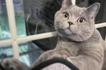 英短蓝猫怕冷吗？室内温度多少才合适？