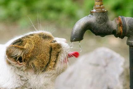 猫咪不屑一顾的原因是什么？主子为啥总是对你爱答不理？