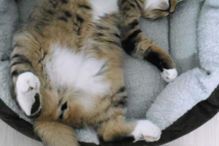 猫咪喜欢睡床尾的原因是什么？解读猫咪的睡眠习惯