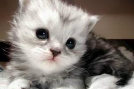 灰色的猫咪是什么品种？带你了解几种灰猫