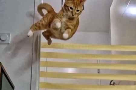 猫能跳多高的栏杆？猫咪跳跃高度惊人秘密揭秘！