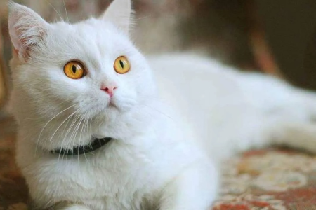 白猫头顶有灰毛是什么猫？可能是中华田园猫！