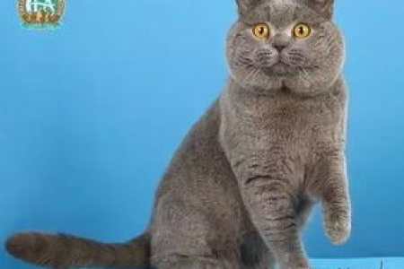 养猫新手必看：美国短毛猫与英国短毛猫的终极对比！