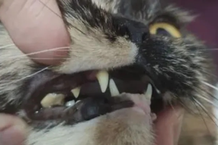 猫牙出血是换牙的症状吗？如何判断？