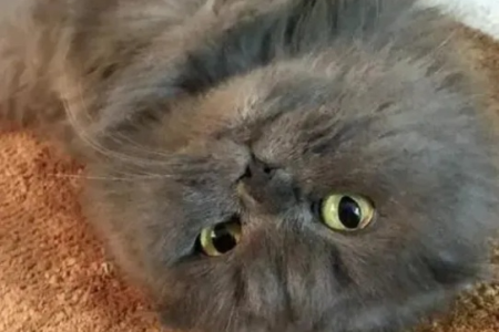 我的猫咪返祖了？猫咪返祖现象的成因和解读