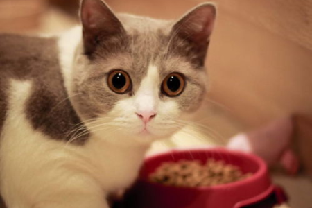 猫咪尝不到甜味是天生的吗？基因决定猫咪的味觉偏好