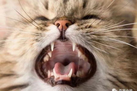 猫长牙过程及时间：从乳牙到恒牙全解析