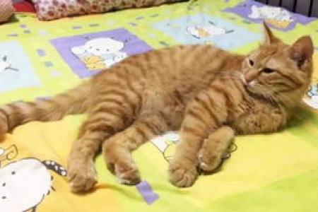 猫咪绝育后会变胖吗？体重增加的原因及应对方法