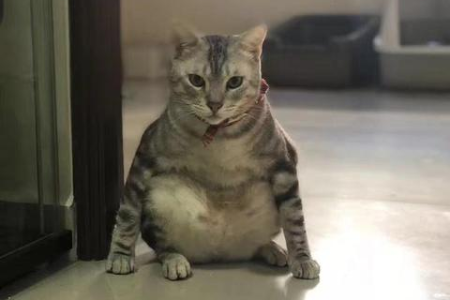 公猫母猫绝育后，真的知道自己被绝育了吗？