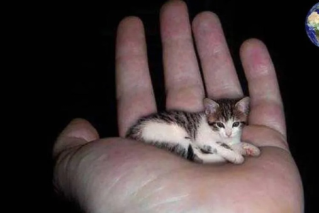 体型最小的猫有哪些？盘点世界各地迷你猫咪
