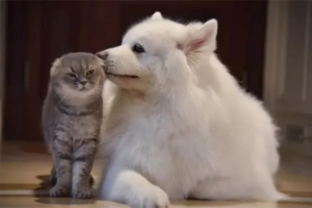 想养宠物缓解抑郁？猫和狗哪个更适合抑郁症患者？